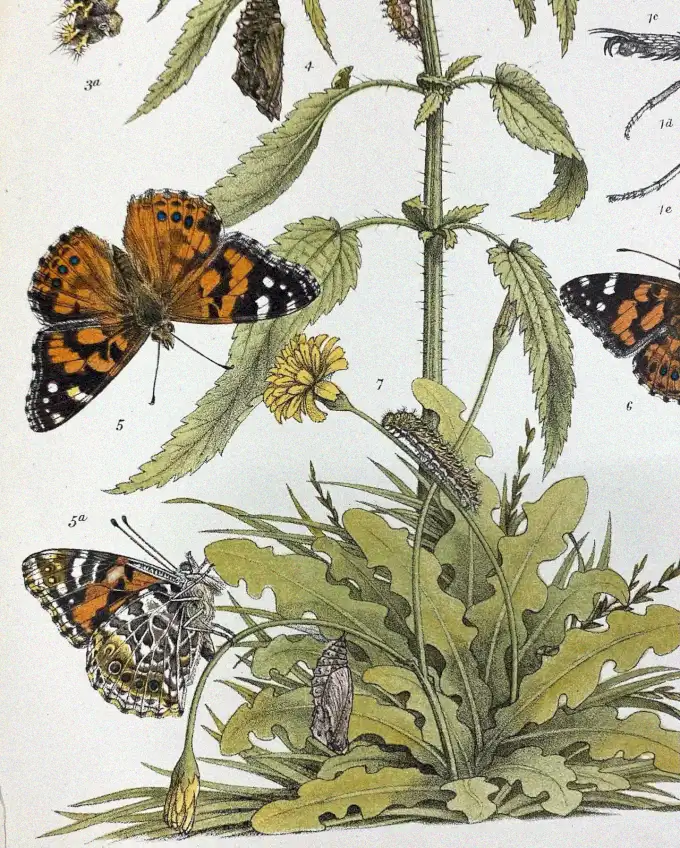 Fluttering Journey Through Botanical Splendor
