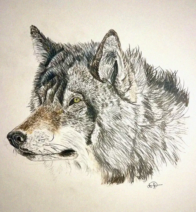 Wolf Portrait in Textured Pencil