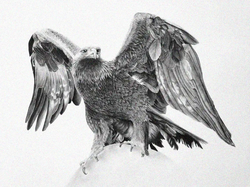 Eagle's Wings Unfurled in Pencil Sketch