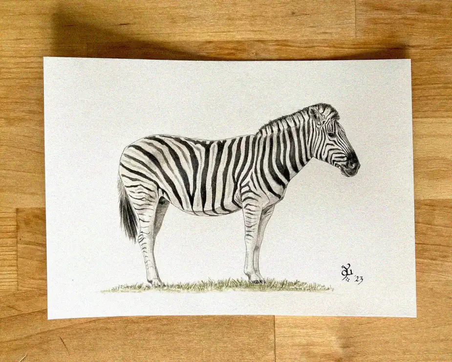 Zebra Sketch on a Wooden Expanse