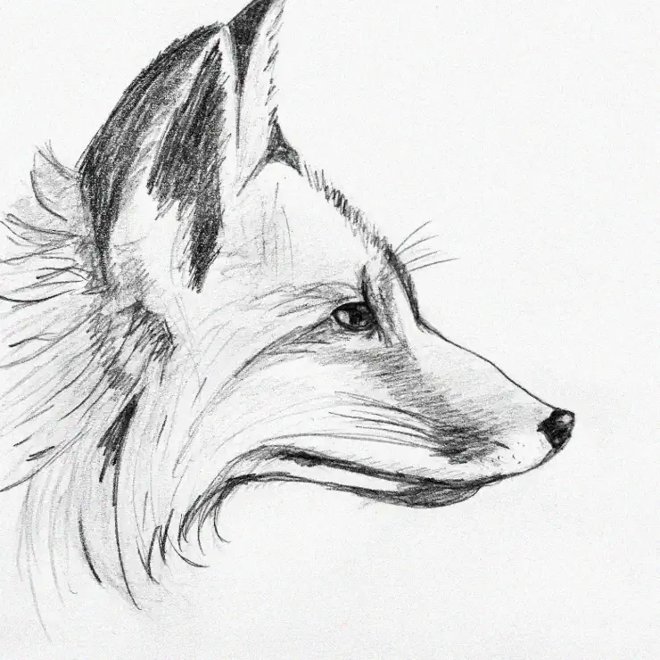 Alert Fox Profile in Pencil Sketch