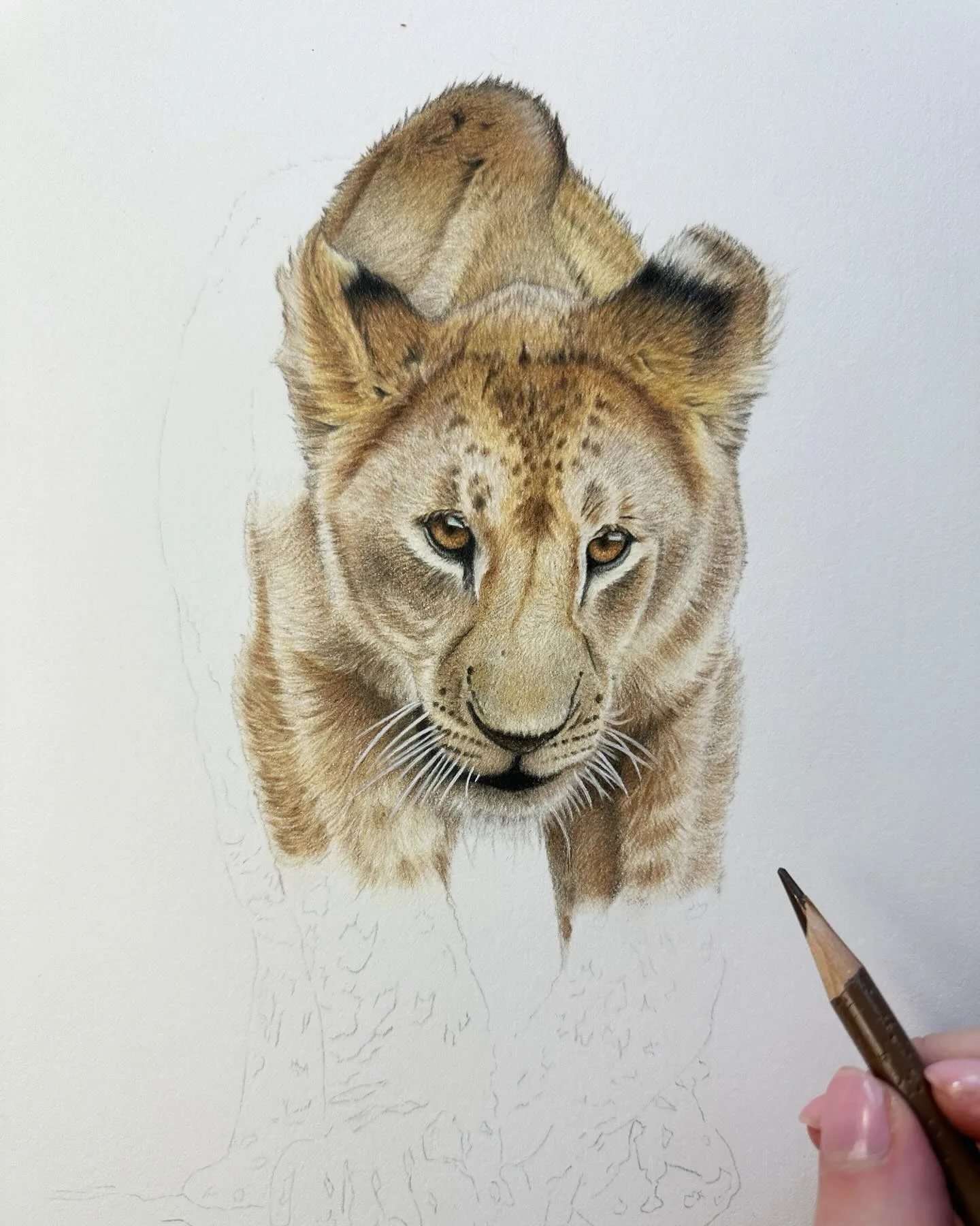 Pencil Mastery of a Lion's Gaze