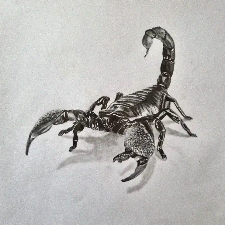 Scorpion Sketch in Defensive Display