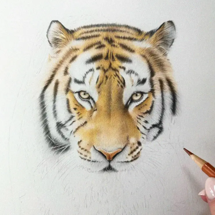 Sketching Life in a Tiger's Gaze