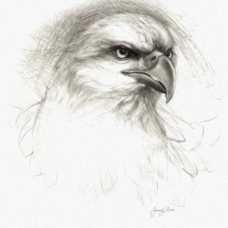 Eagle's Intense Gaze in Pencil Sketch