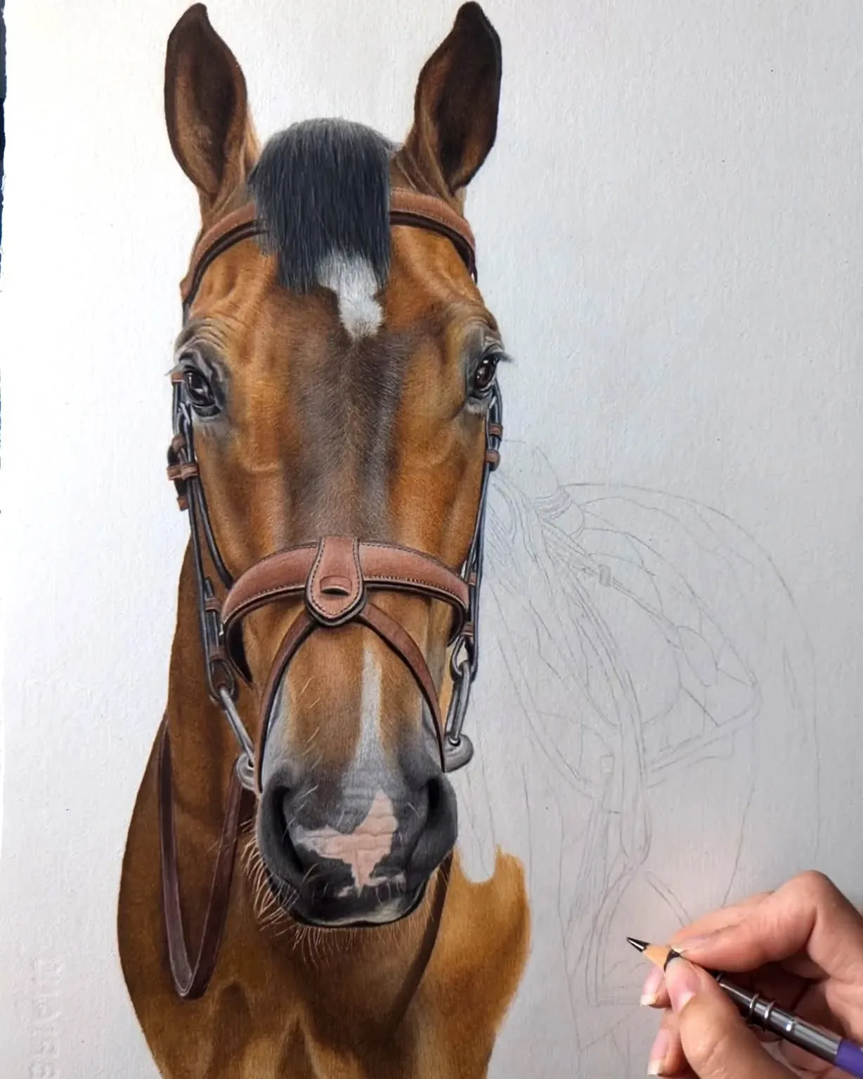 Artistry in Sketching a Bridled Horse