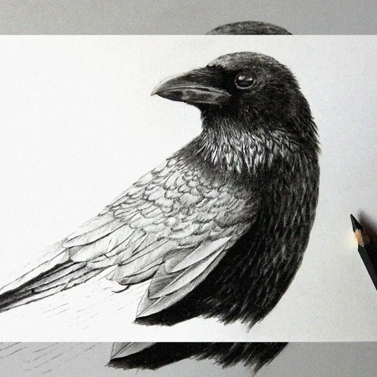 Crow's Feathered Majesty in Pencil