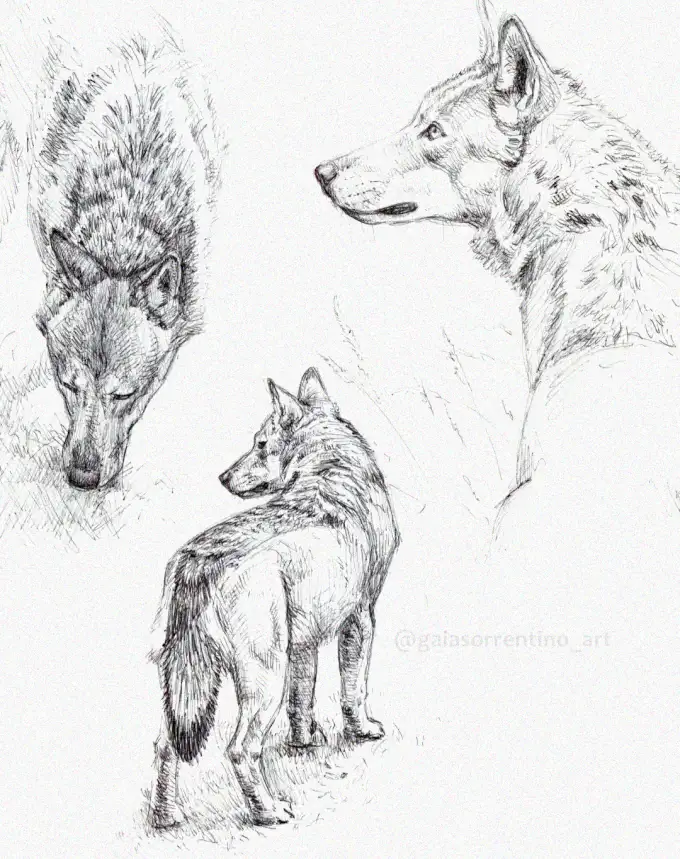 Triple Wolf Harmony in Pencil