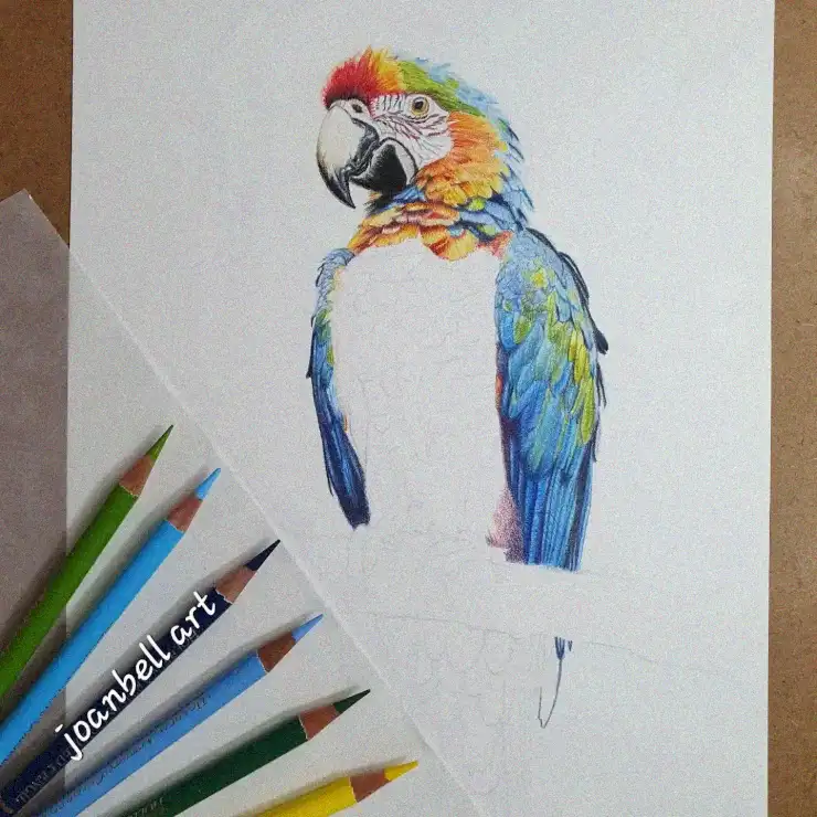 Progressive Sketch of a Rainbow Macaw
