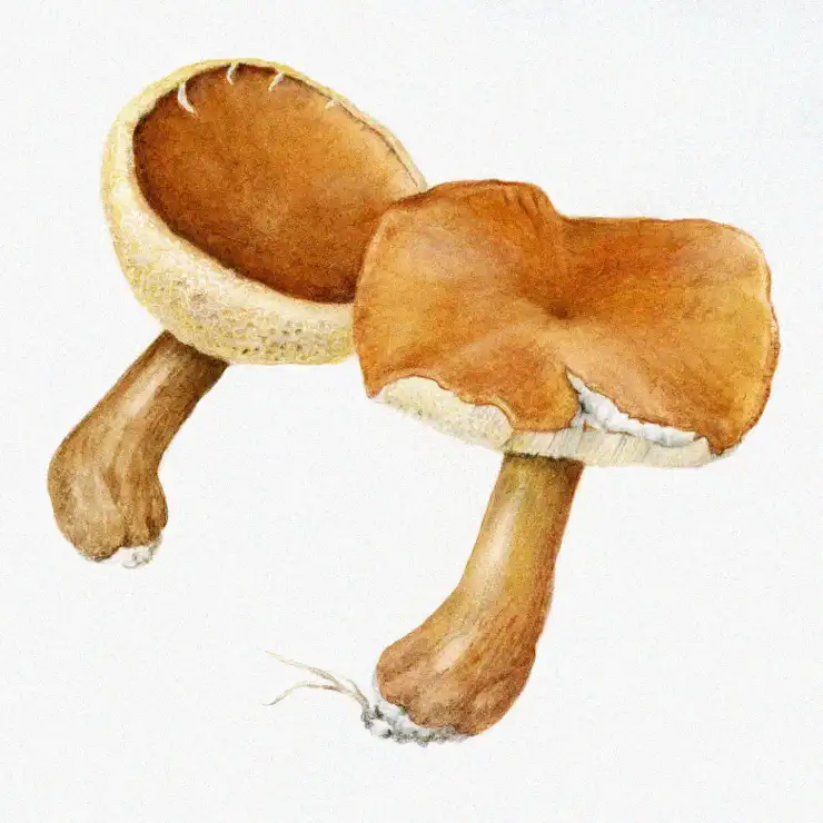 Watercolor Whimsy of Mushroom Duo