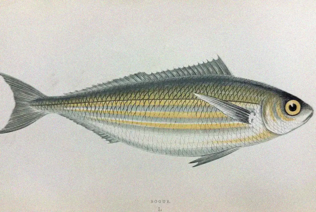 Artistic Study of the Bogue Fish
