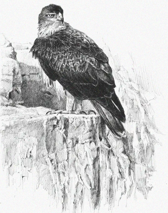 Hawk on a Cliff: A Pencil Sketch