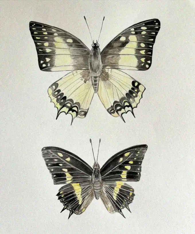 Butterflies in Vivid Display