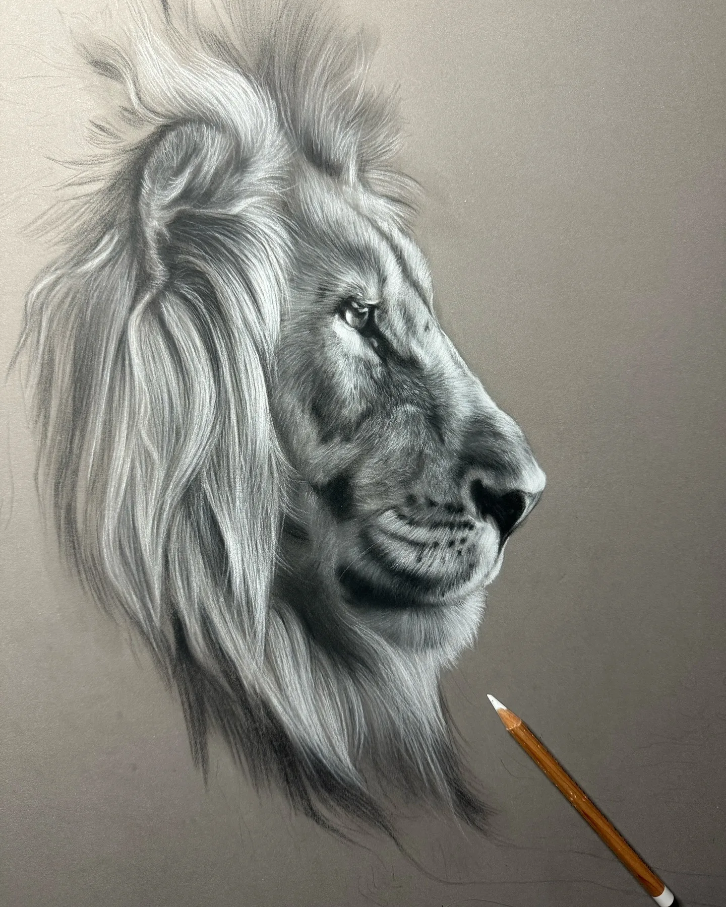Lion Profile in Pencil: A Study