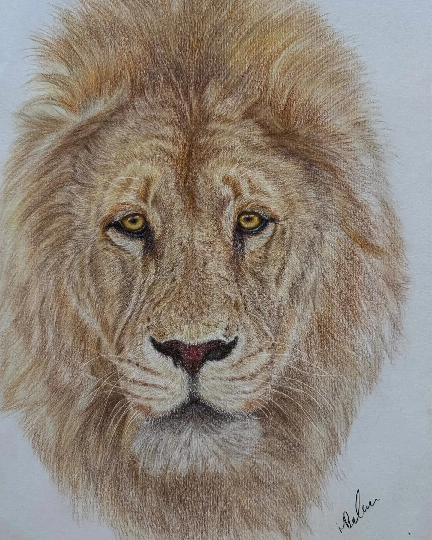 Intensity Reflected in the Lion's Gaze