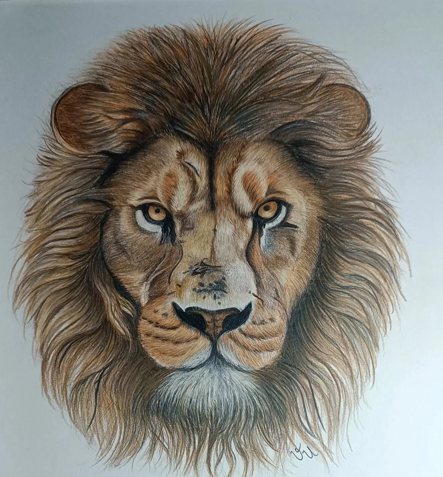 Majestic Lion's Gaze in Colored Pencil