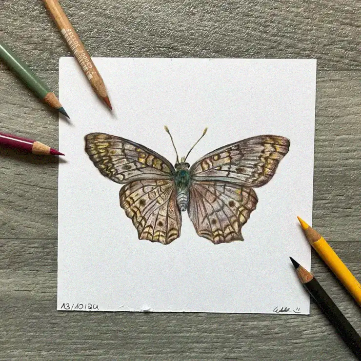 Butterfly Sketch Amidst Triad of Colors