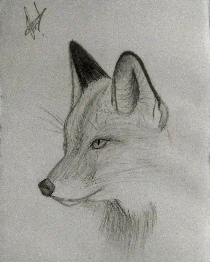 Fox Portrait in Pencil Detail