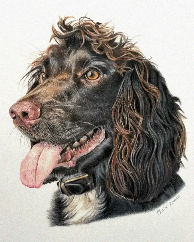 Wavy Noir: A Canine Color Pencil Portrait