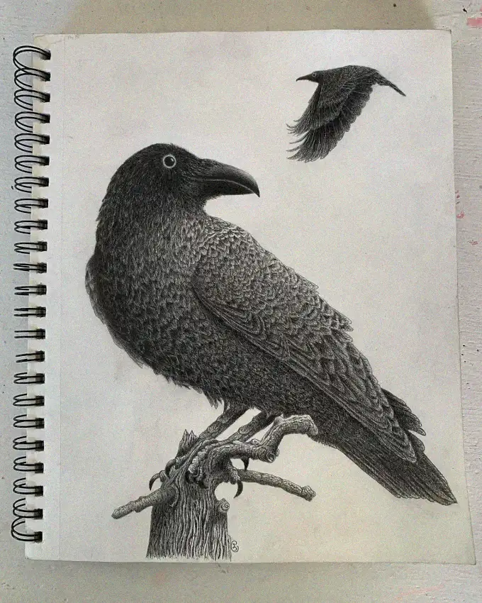Ravens in Notepad, Perched and Soaring
