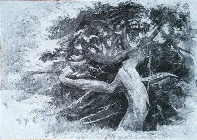 Stormy Serenade of a Gnarled Tree