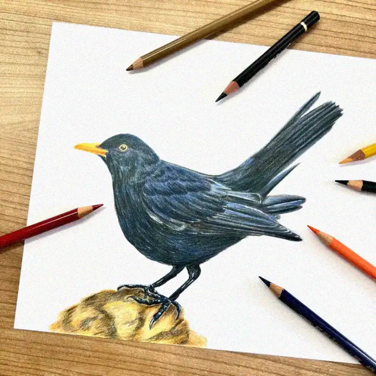 Blackbird Sketch Amidst Fallen Pencils