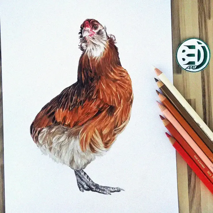 Chicken Gaze in Colored Pencil