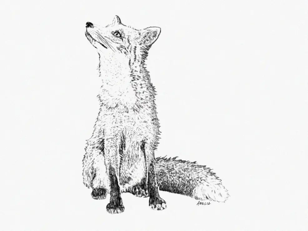 Uplifted Gaze of a Fox