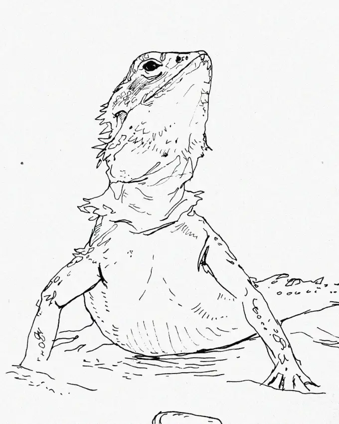 Alert Bearded Dragon Sketch"