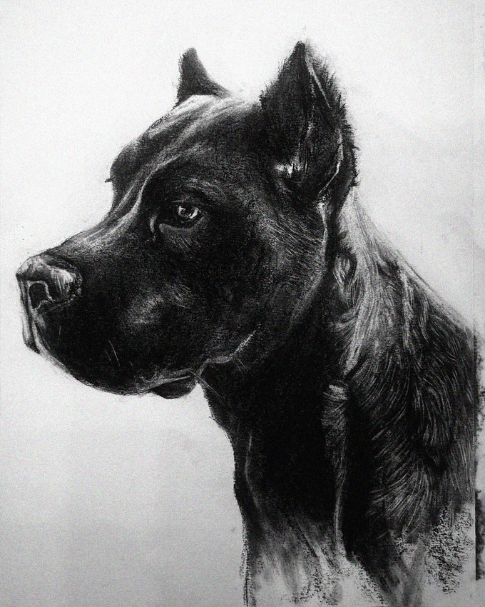 Alert Canine Captured in Charcoal