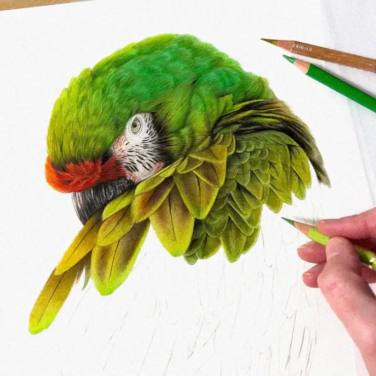 Vivid Parrot Sketching on a Canvas