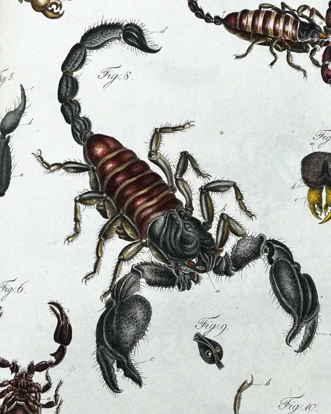Anatomy of a Vintage Scorpion Illustration
