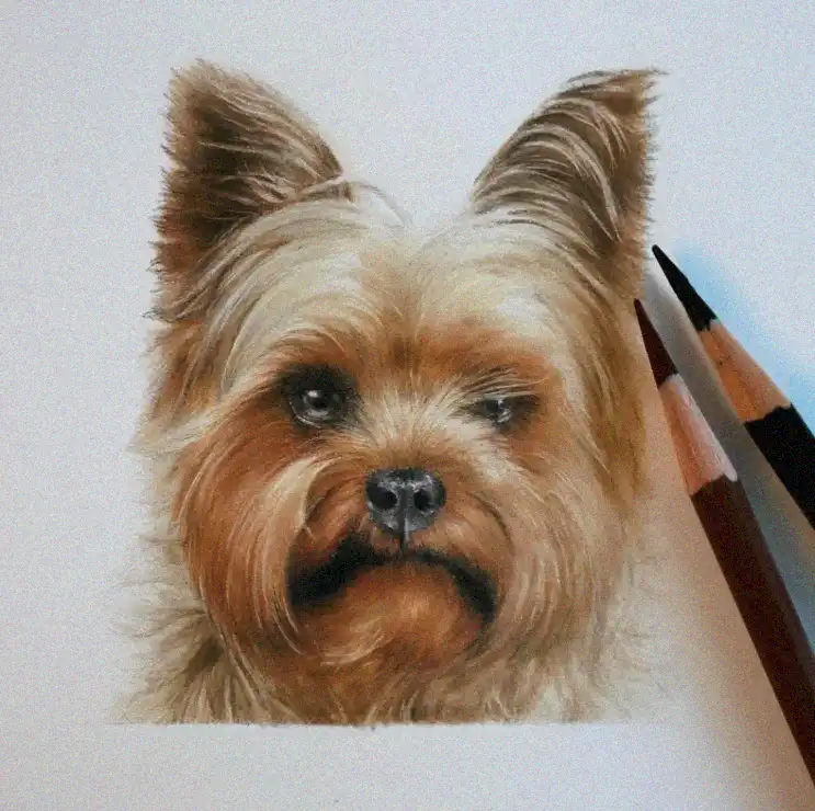 Yorkshire Terrier Elegance in Colored Pencil