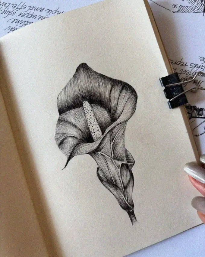 Calla Lily Beauty in Pencil Sketch