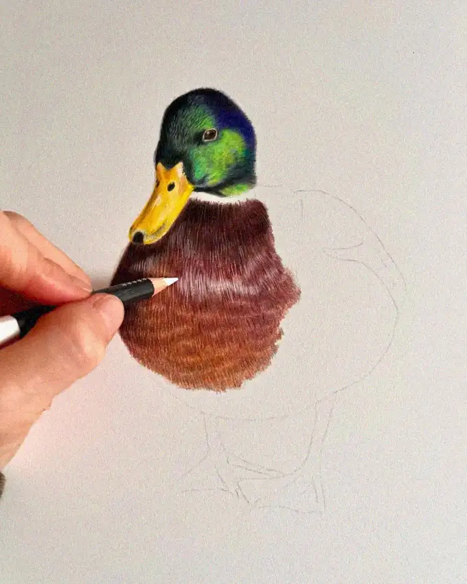 Detailed Duck Portrait in Colored Pencil
