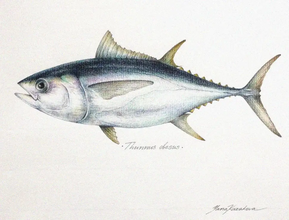Thunnus Obesus: Artistry in Color and Detail