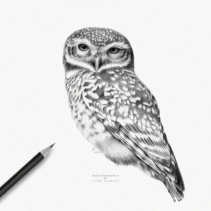 Intricate Pencil Rendering of Majestic Owl
