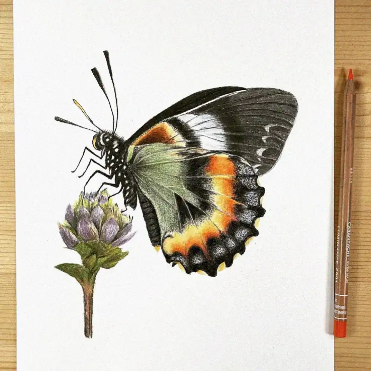 Butterfly Repose in Colored Pencil