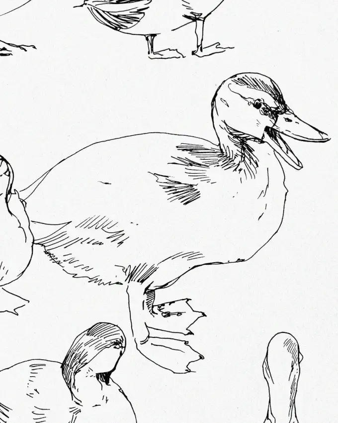 Diverse Duck Depictions in Monochrome Sketch