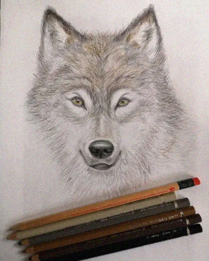 Wolf Sketch with Graphite Companions