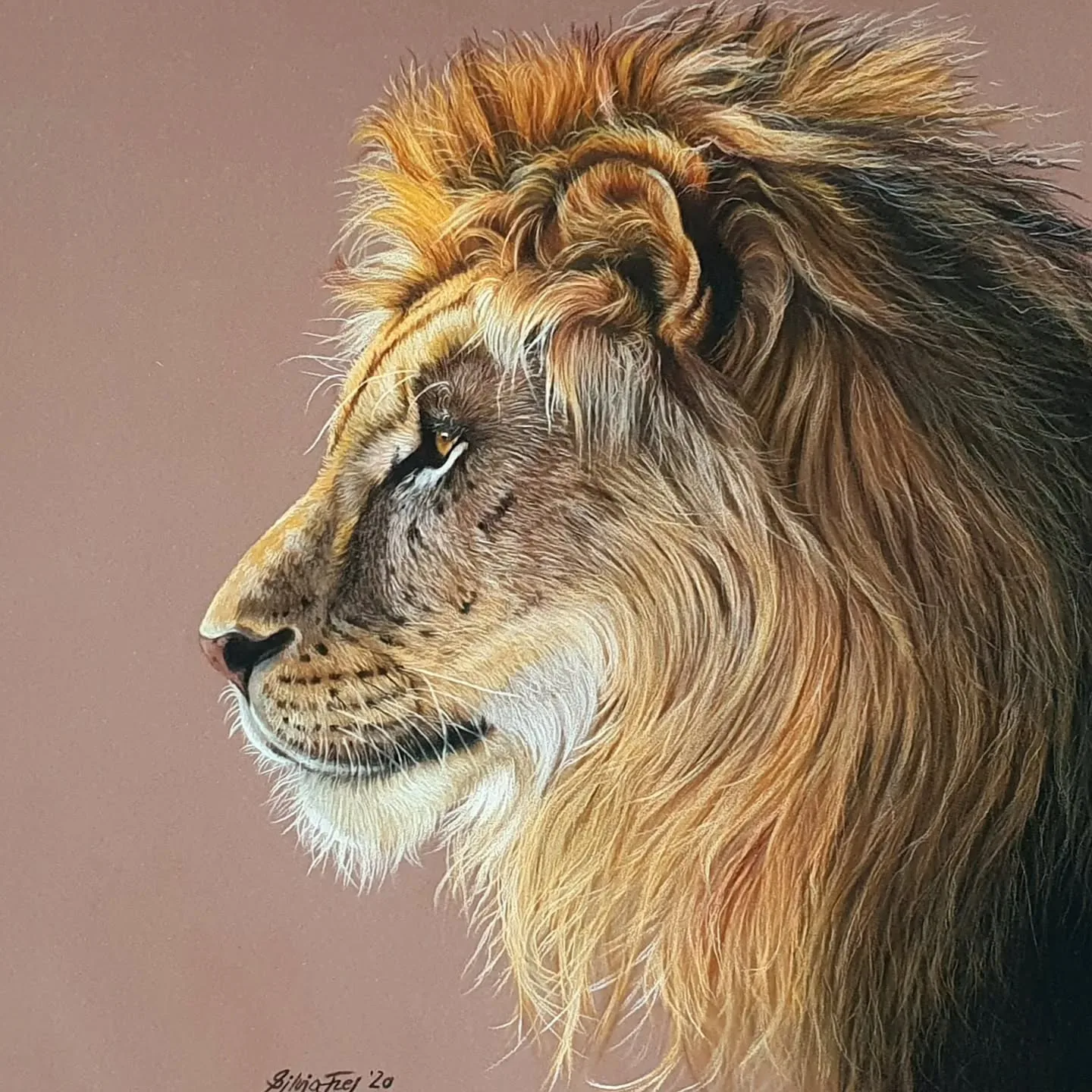 Majesty Unveiled: A Lion's Profile