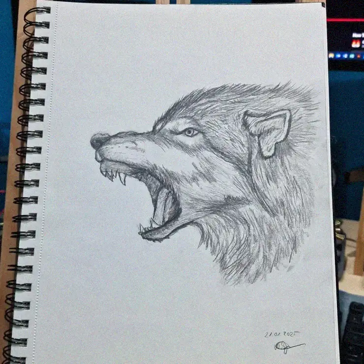 Sketch of a Snarling Wolf