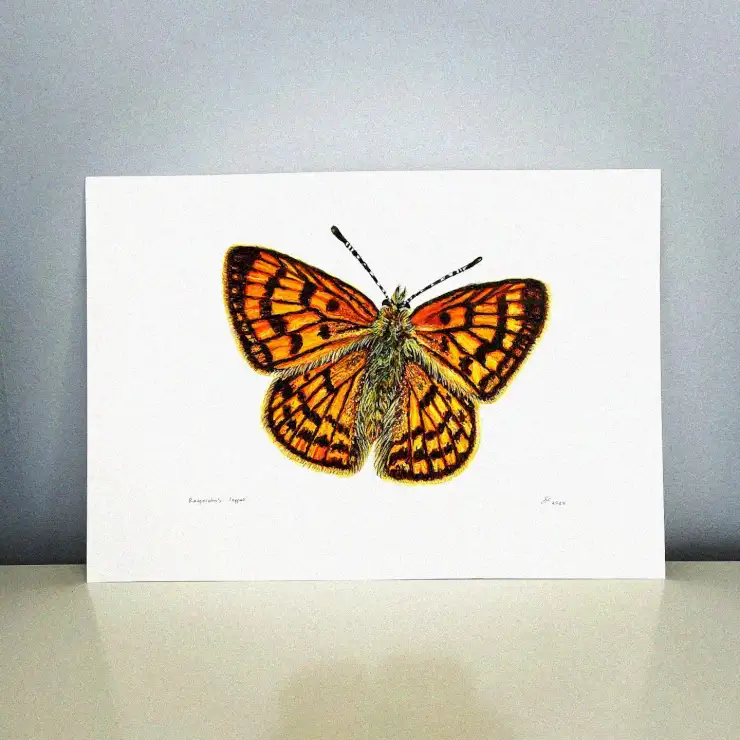 Butterfly Illustration on Clean White Canvas