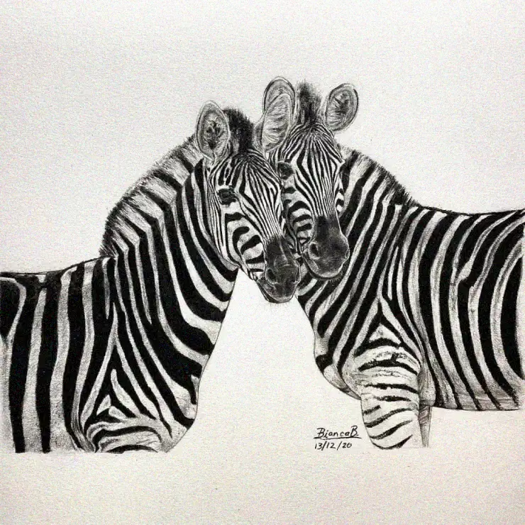 Zebras' Affectionate Exchange in Pencil