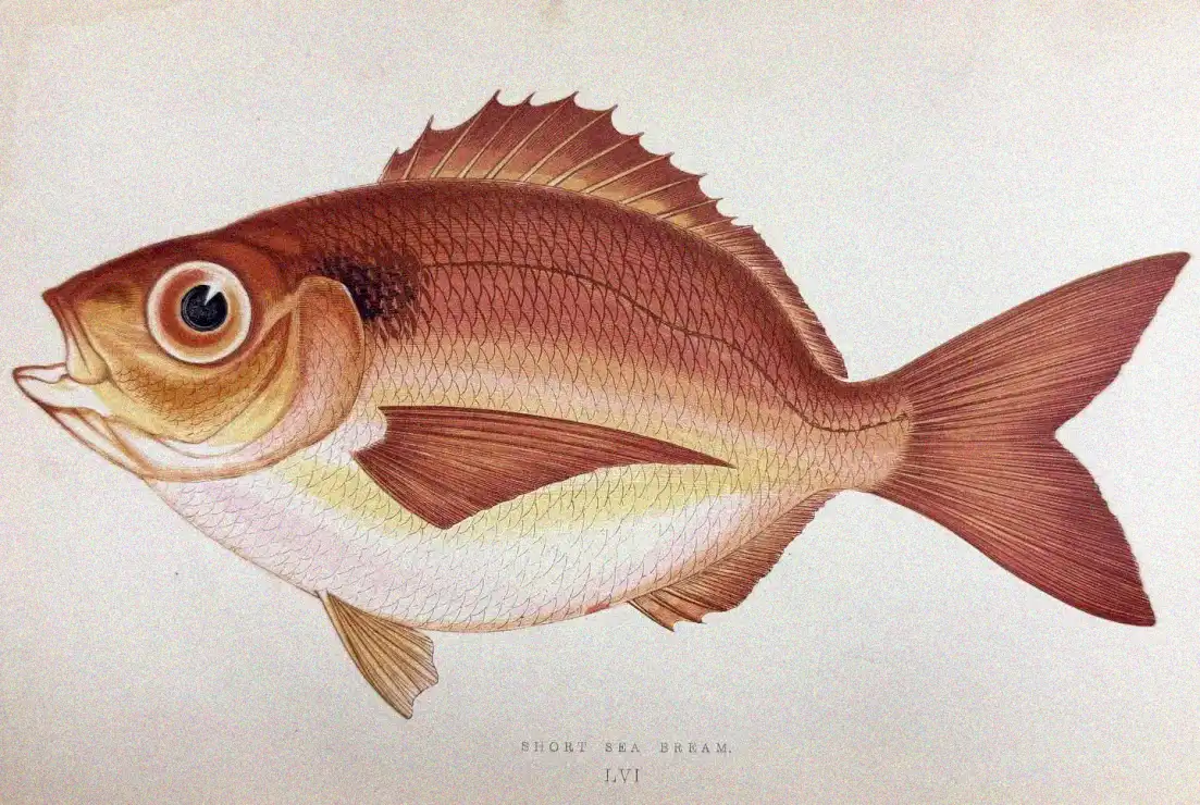 Vintage Short Sea Bream Illustration