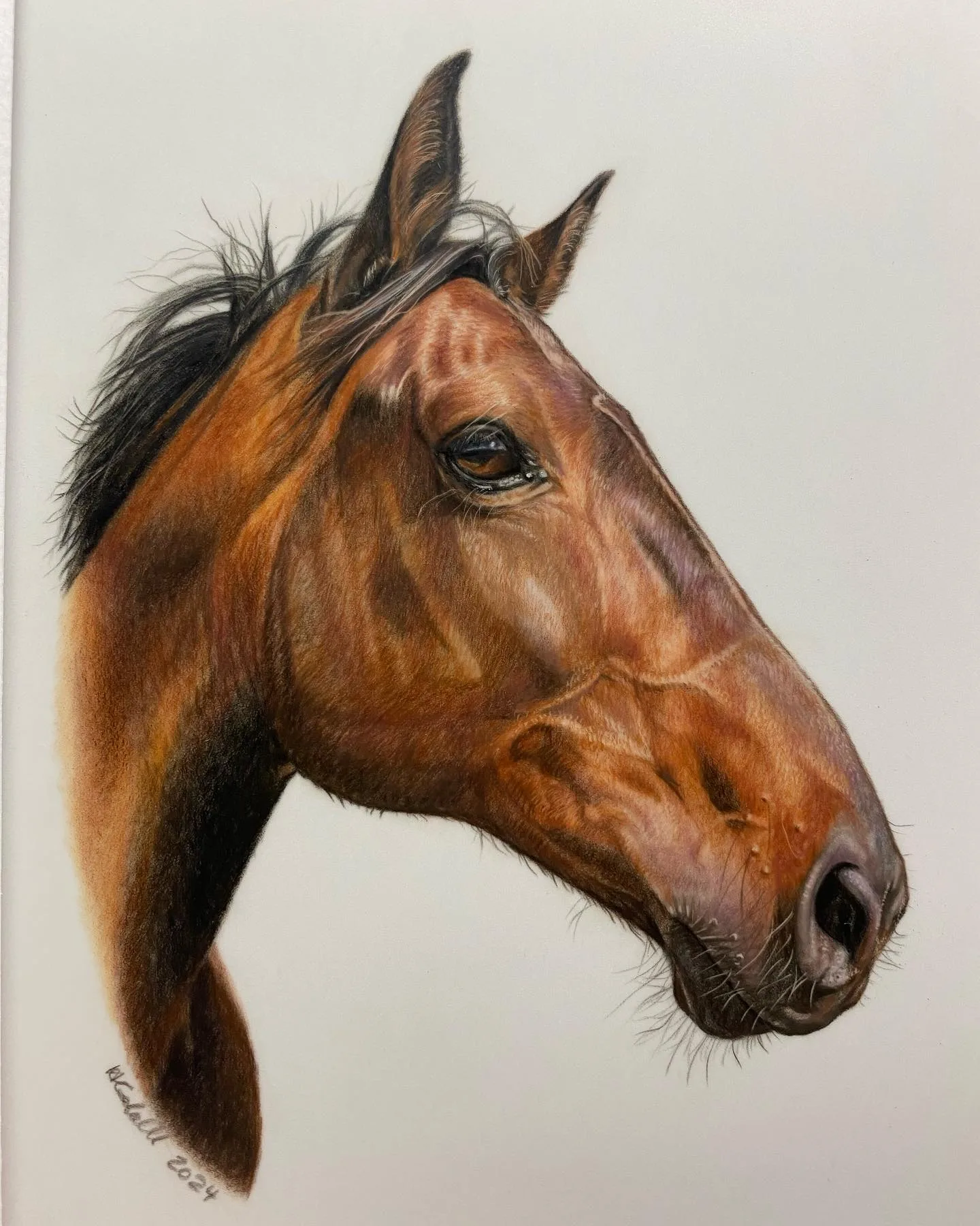 Immaculate Horse Head Study in Color