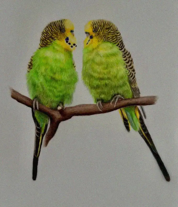 Parakeets Whispering on a Branch