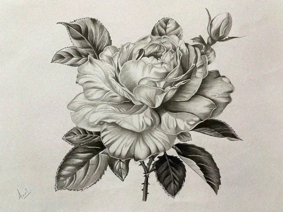 Petalled Rose in Pencil Sketch