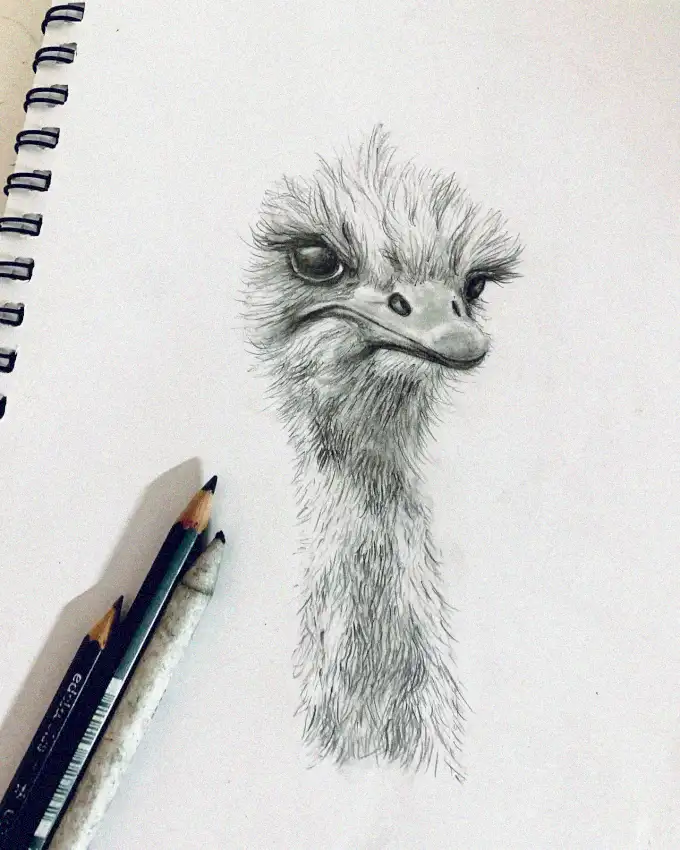 Detailed Pencil Sketch of an Ostrich