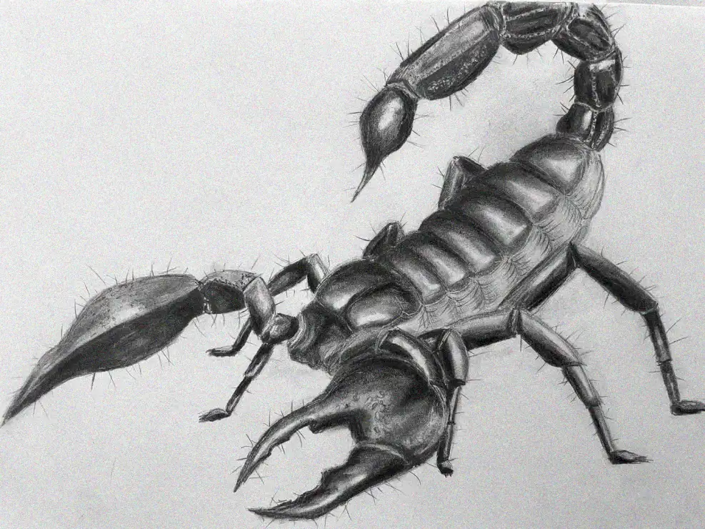 Pencil Sketched Scorpion in Defensive Stance